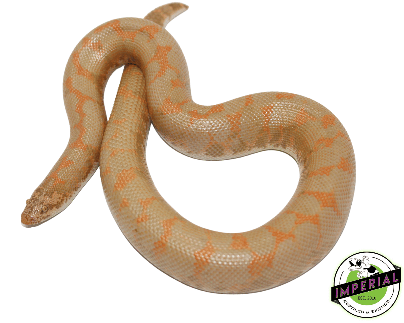 Albino Kenyan Sand Boa Adult - Image 2