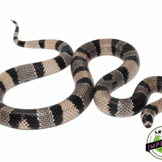 Anery Honduran Milksnake Adult