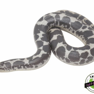 Anery Kenyan Sand Boa Adult