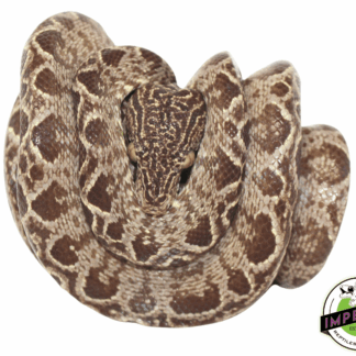 Amazon Tree Boa Adult