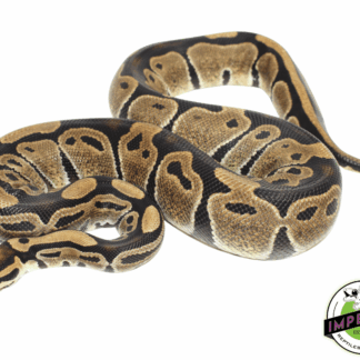 Normal Ball Python Adult