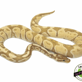 Banana Ball Python Adult