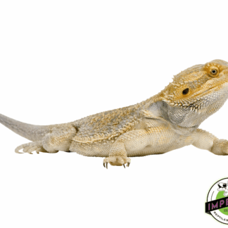 Bearded Dragon Adult
