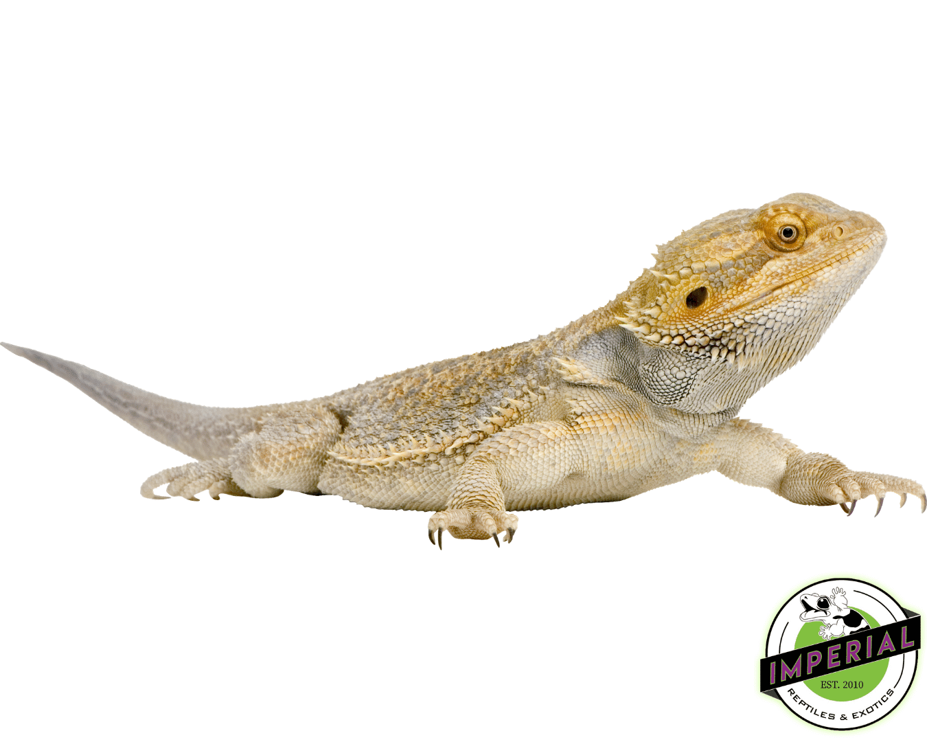 Bearded Dragon Adult