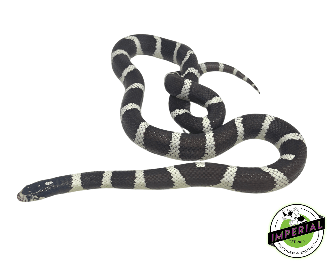 Black & White Cal King Adult Male - Image 2