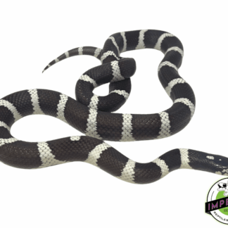 Black & White Cal King Adult Male