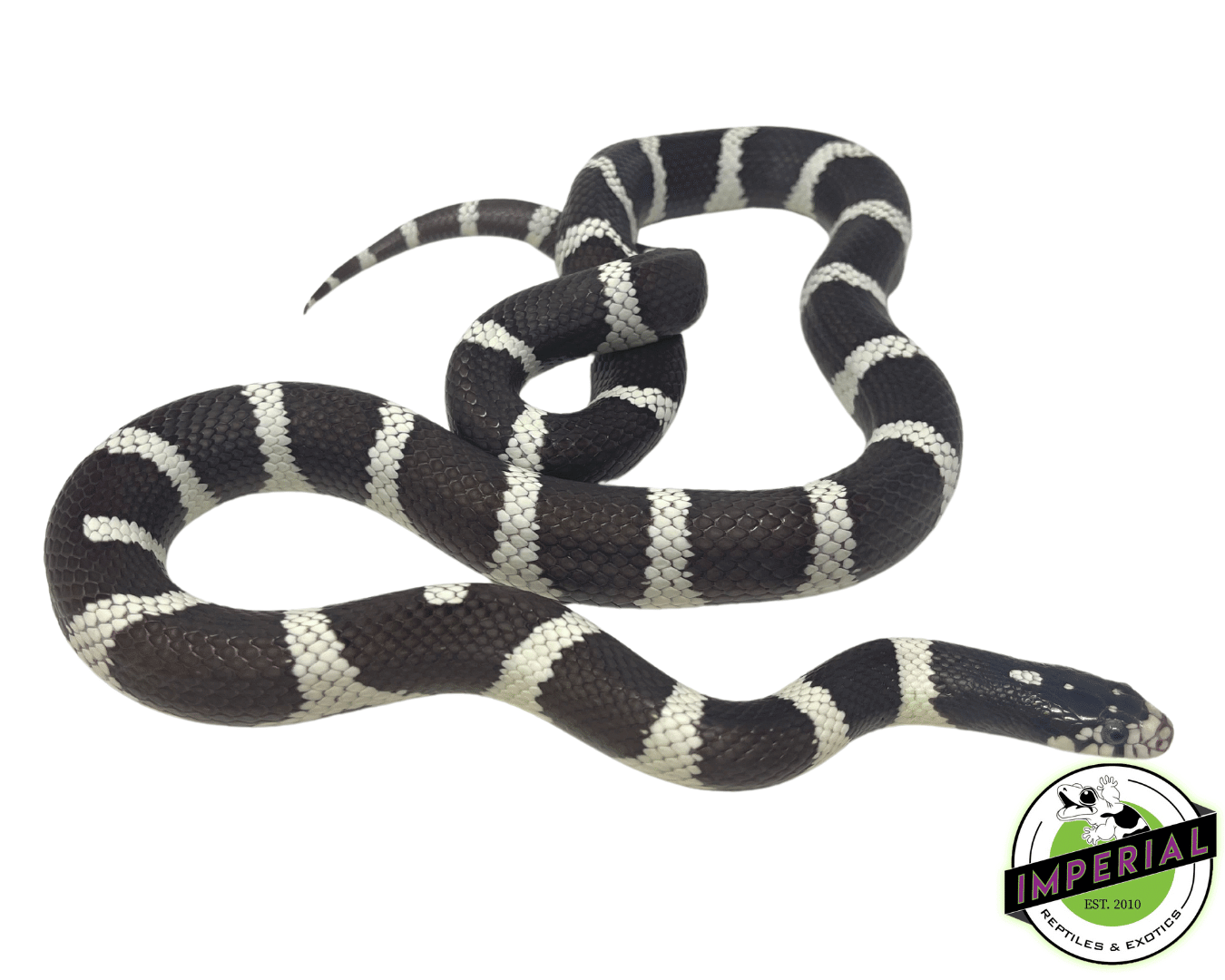 Black & White Cal King Adult Male