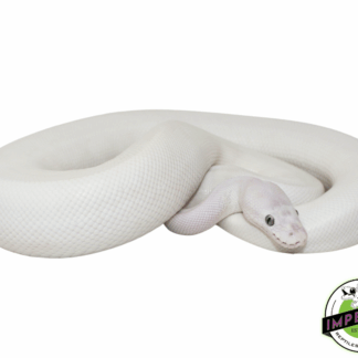 Blue Eyed Leucistic Sub Adult Female