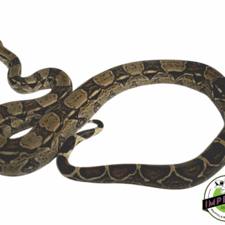 Boa Constrictor Adult