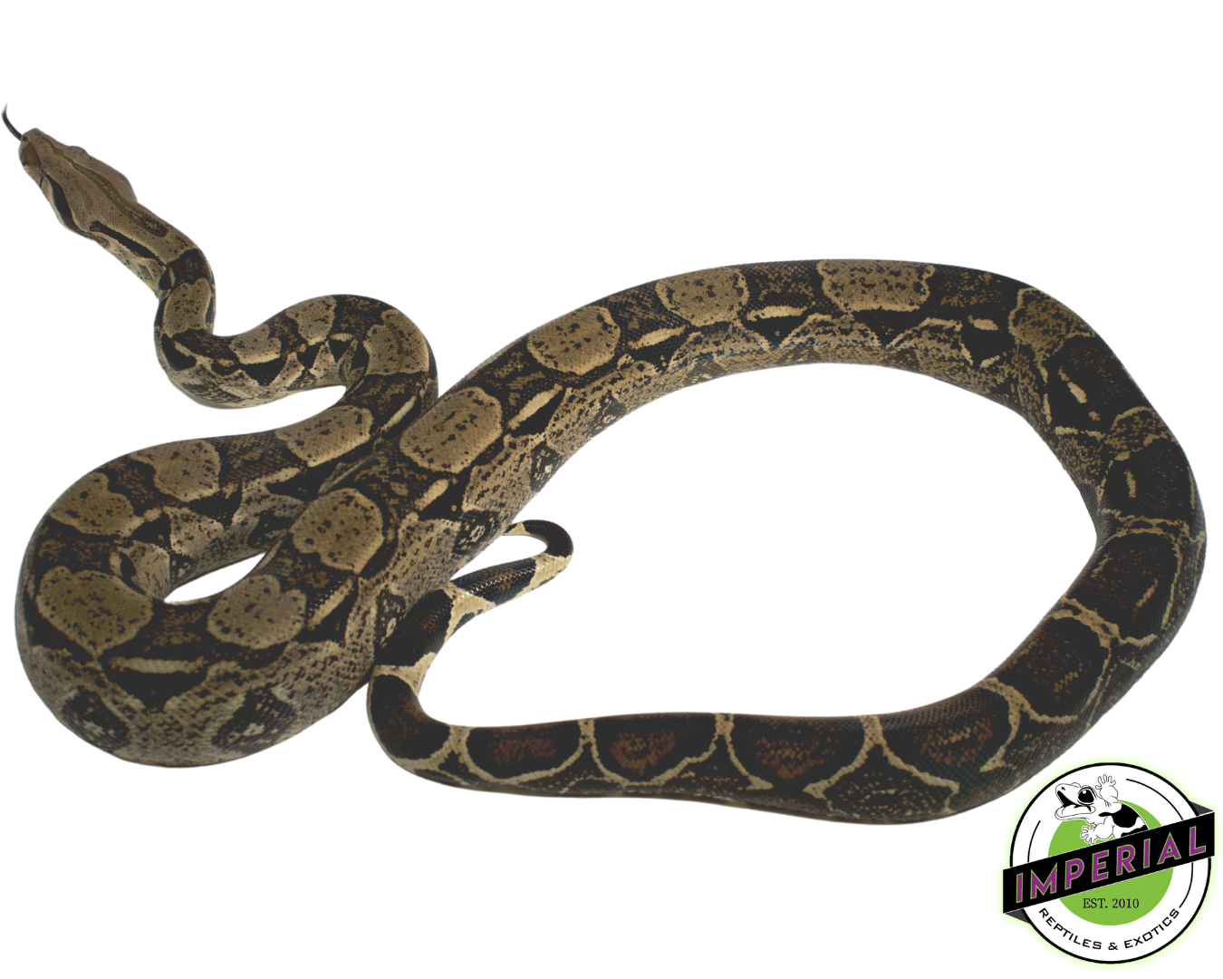 Boa Constrictor Adult