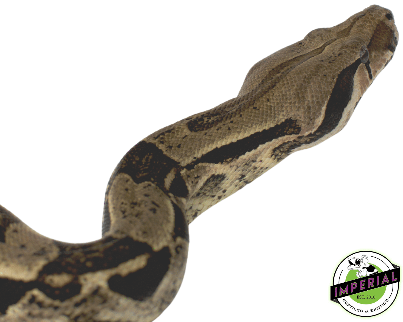 Boa Constrictor Adult - Image 2