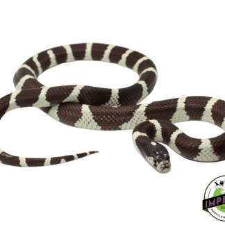 Desert Banded California Kingsnake Adult
