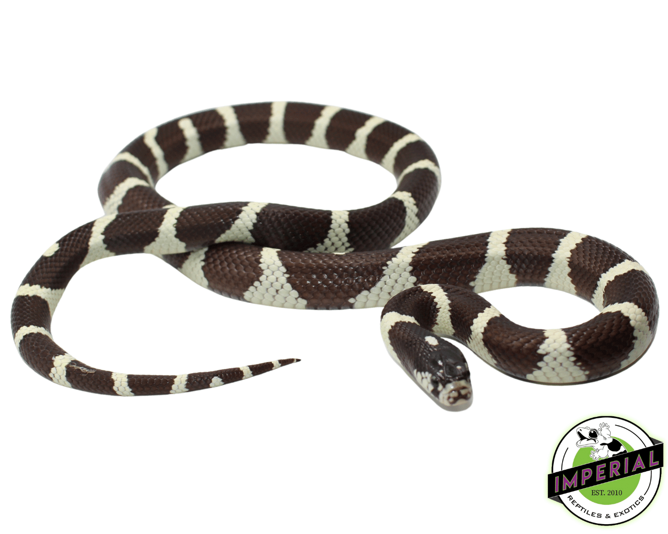 Desert Banded California Kingsnake Adult