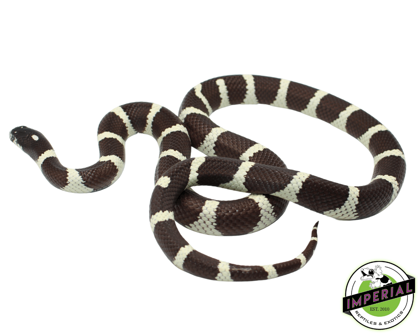 Desert Banded California Kingsnake Adult - Image 2