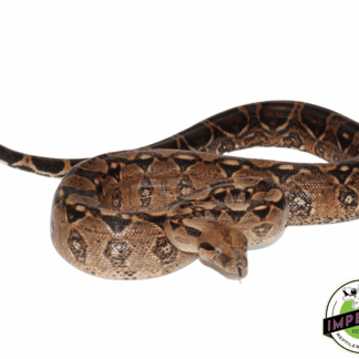 Central American Boa Adult Male