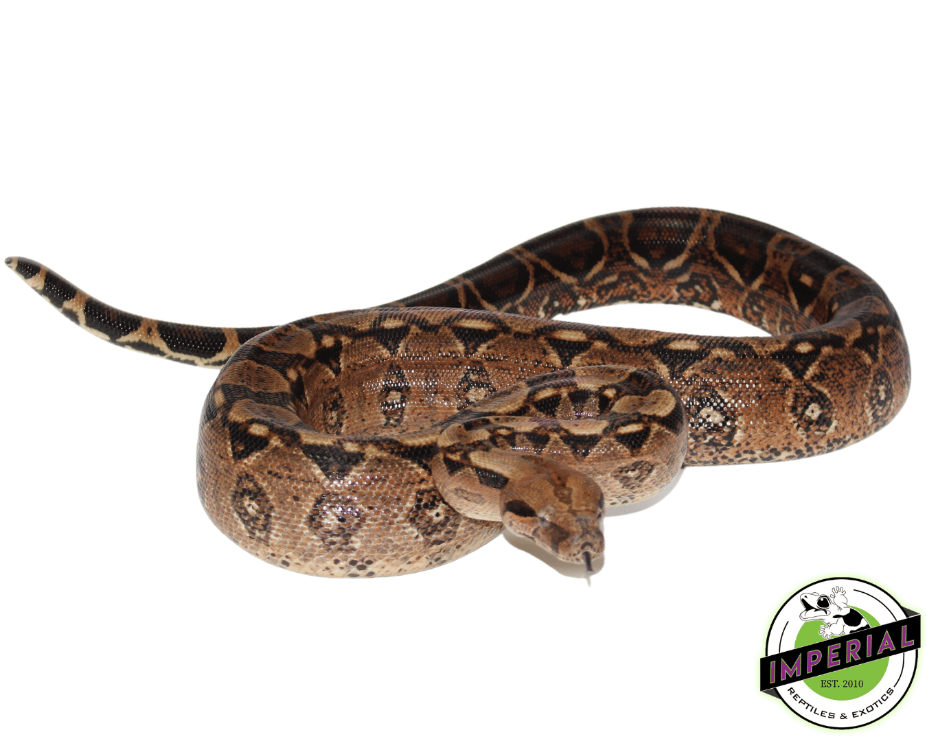 Central American Boa Adult Male