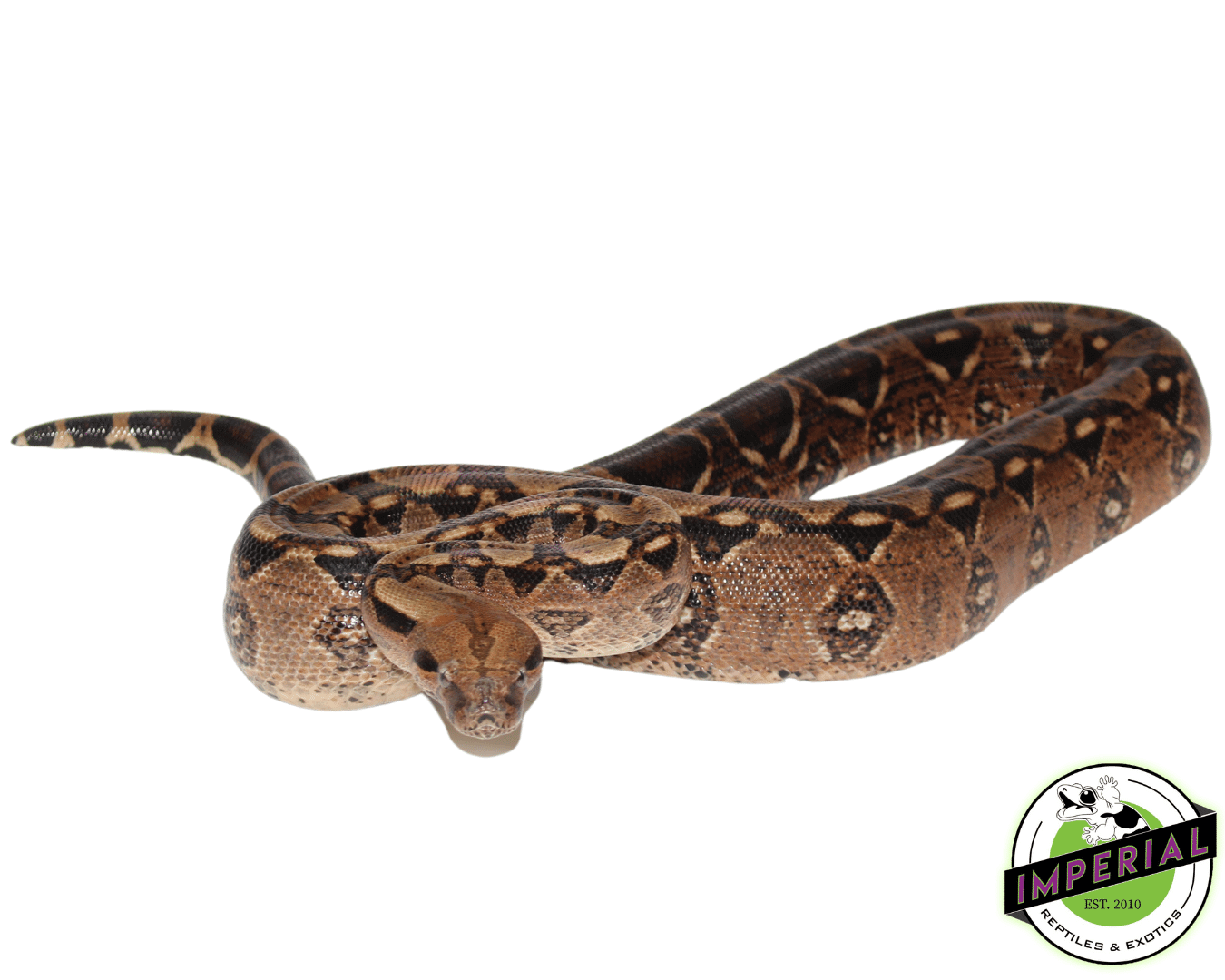 Central American Boa Adult Male - Image 2