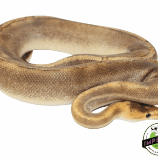 Champagne Ball Python Adult