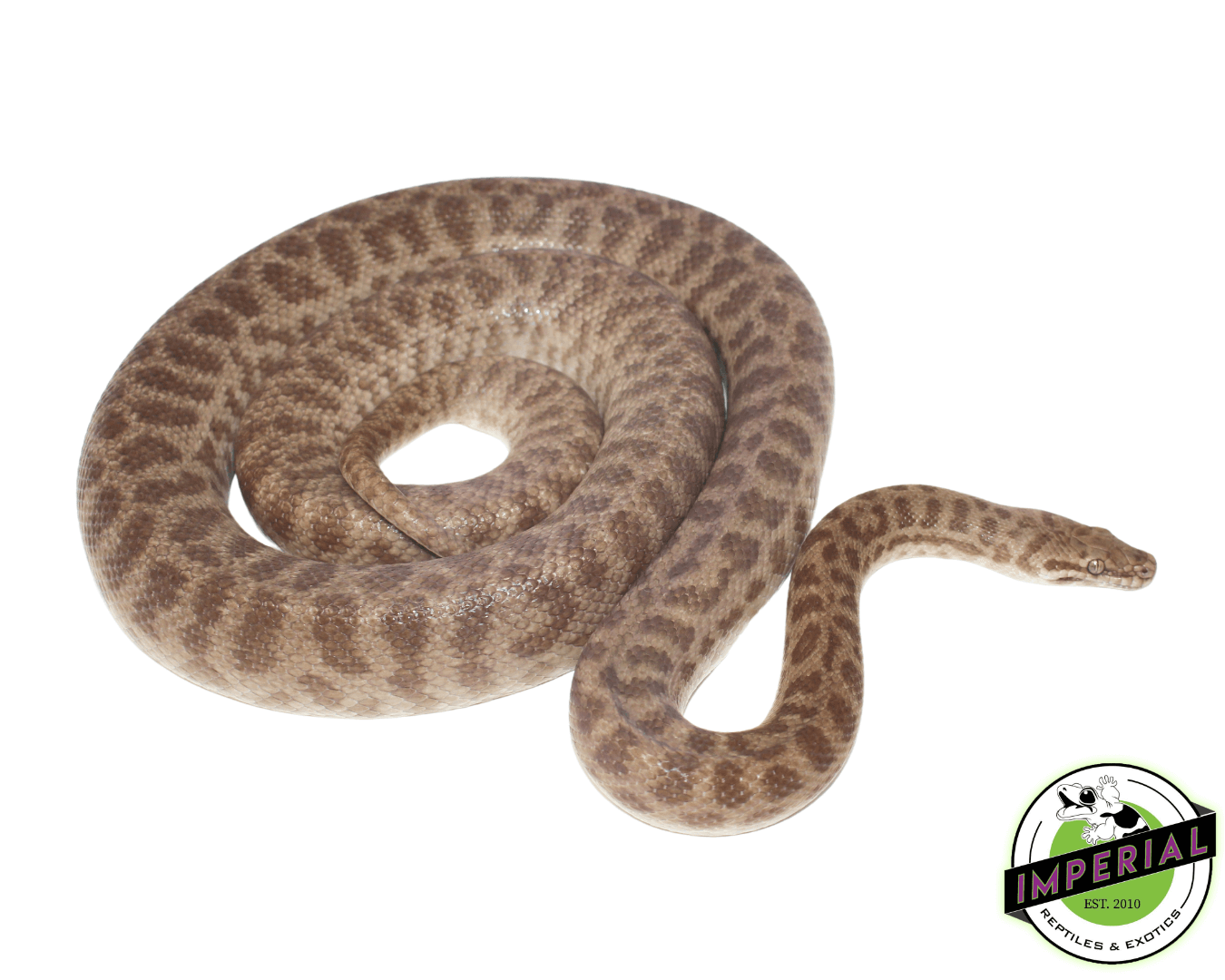 Children's Python Adult - Image 2