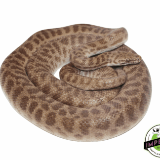 Children's Python Adult