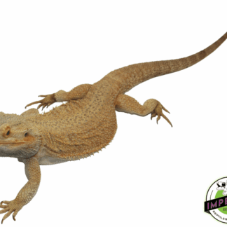 Citrus Bearded Dragon Adult