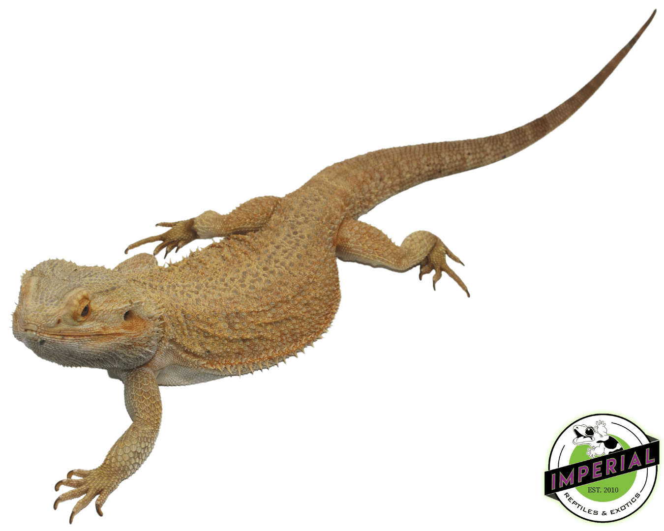 Citrus Bearded Dragon Adult