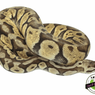 Citrus Ball Python Adult