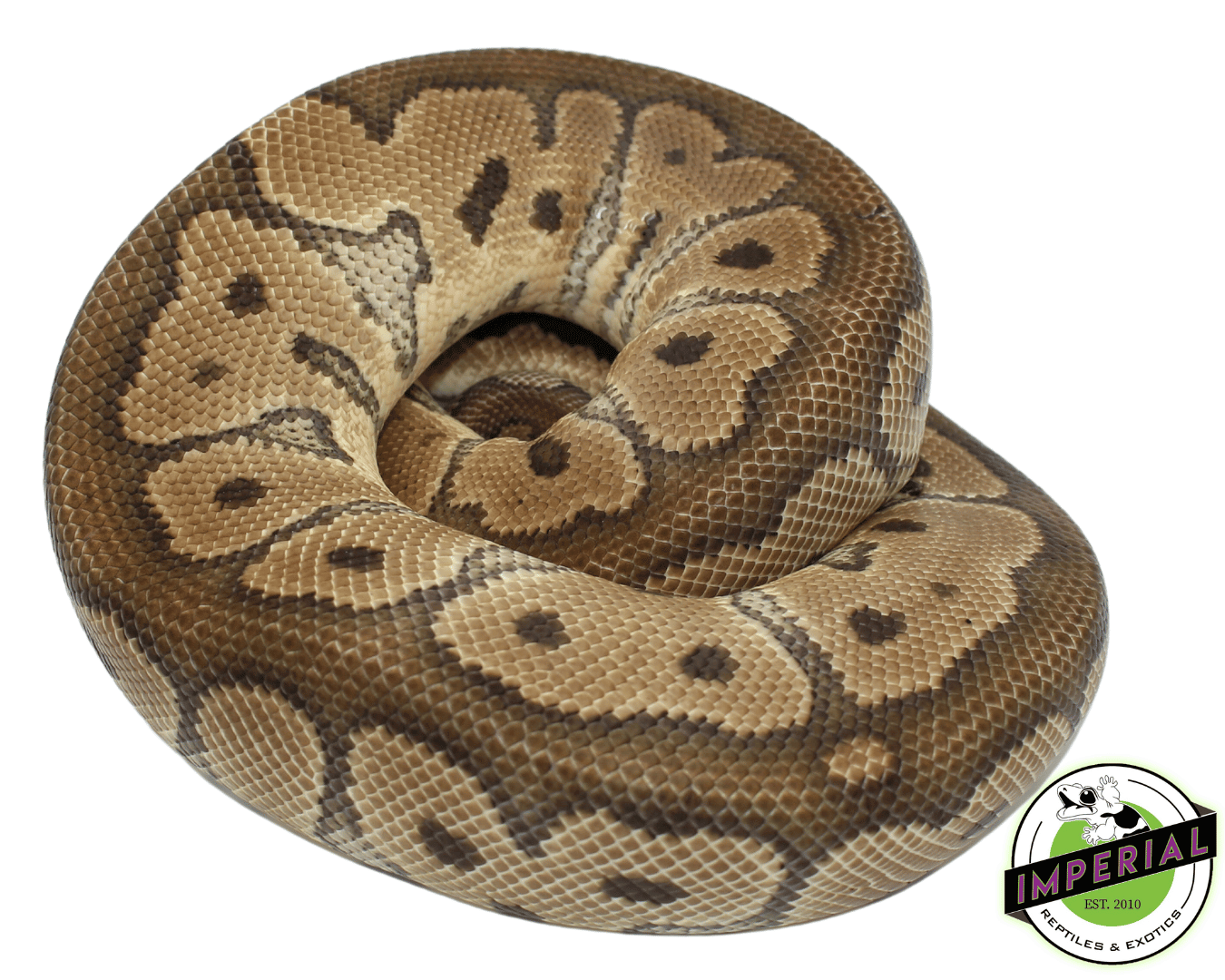 Clown Ball Python Adult - Image 2