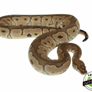 Clown Ball Python Adult