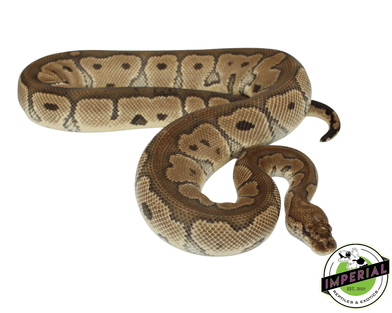 Clown Ball Python Adult