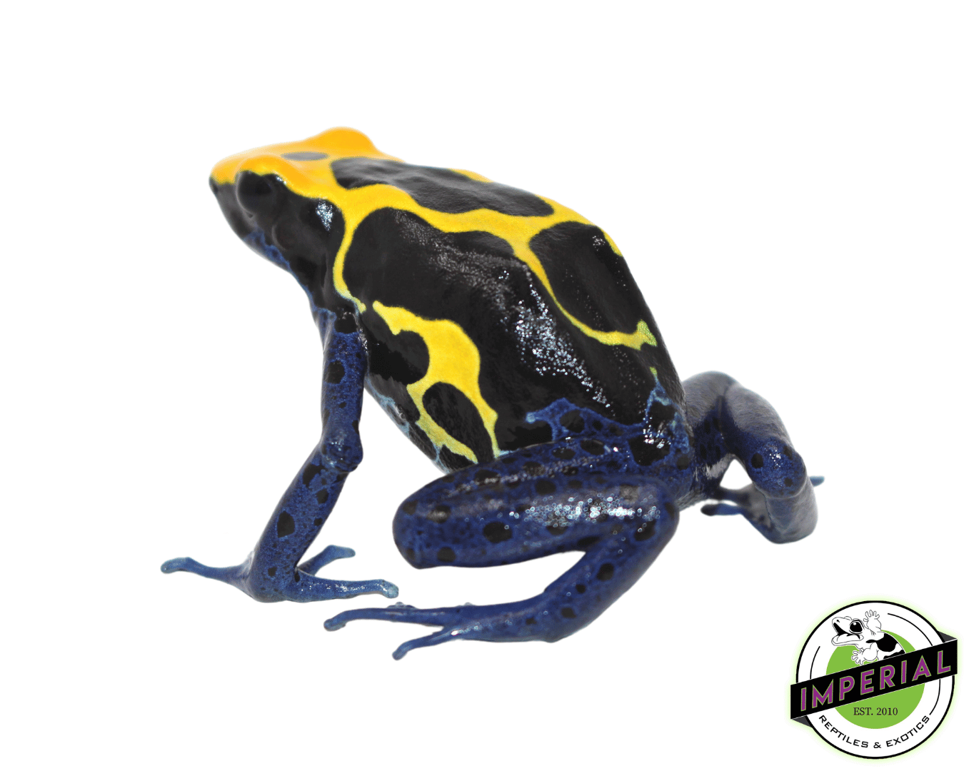 Giant Cobalt (Meyer's Line) Dart Frog (Dendrobates tinctorius) - Image 2