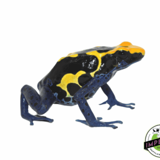 Giant Cobalt (Meyer's Line) Dart Frog (Dendrobates tinctorius)