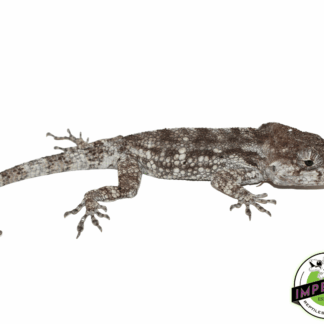 False Chameleon Adult