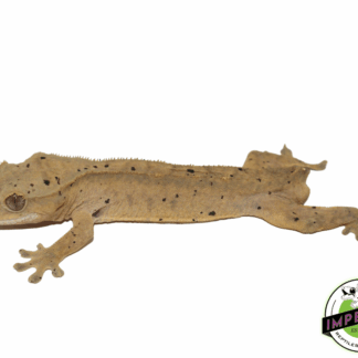 Dalmatian Crested Gecko Young Adult Male