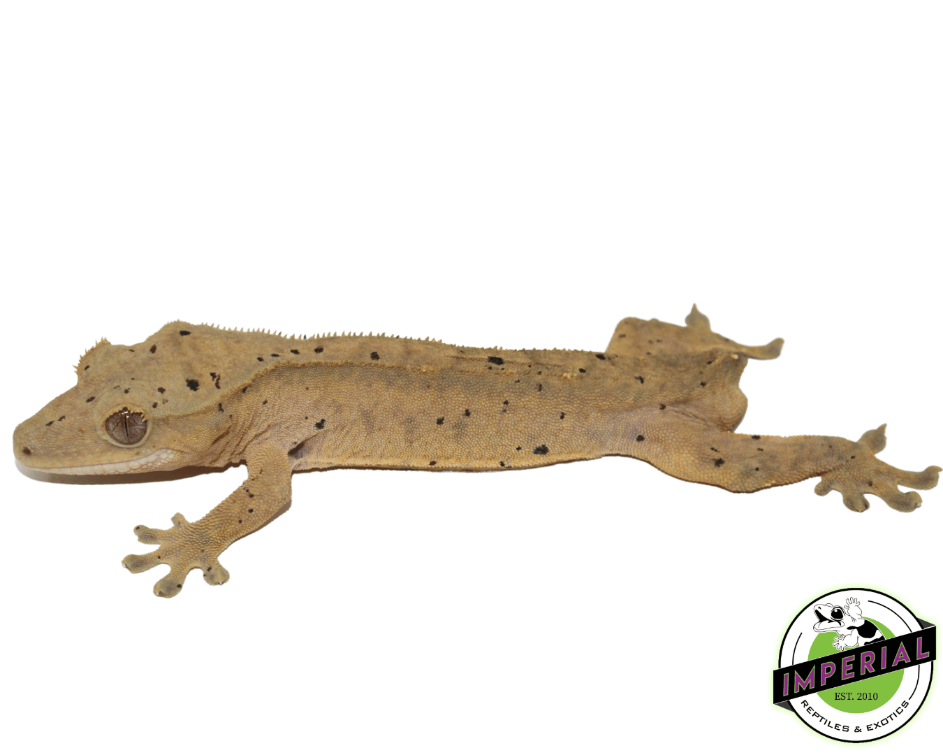Dalmatian Crested Gecko Young Adult Male