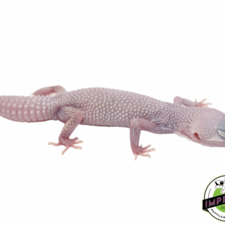 Diablo Blanco Leopard Gecko Adult