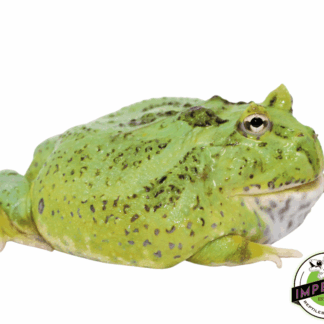 Emerald Pacman Frog Adult Male #1