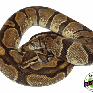 Enchi Ball Python Adult Female