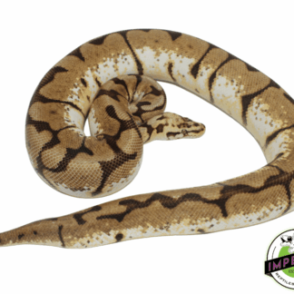 Bumblebee Ball Python Adult Female