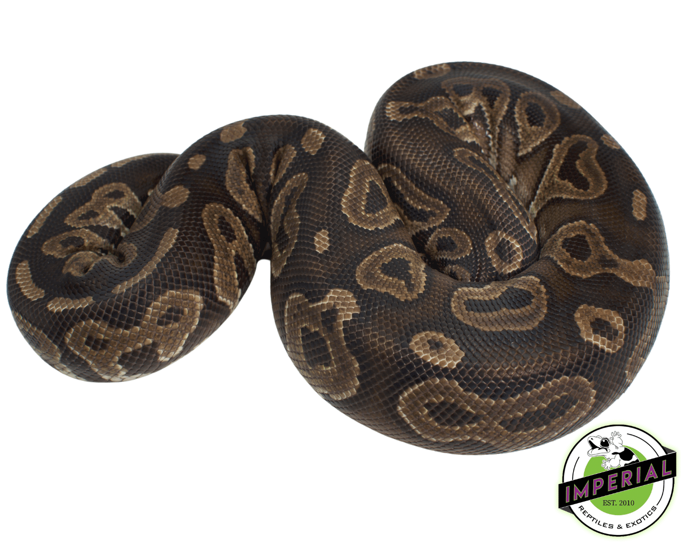 Cinnamon Ball Python Adult - Image 2