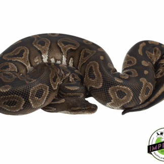 Cinnamon Ball Python Adult