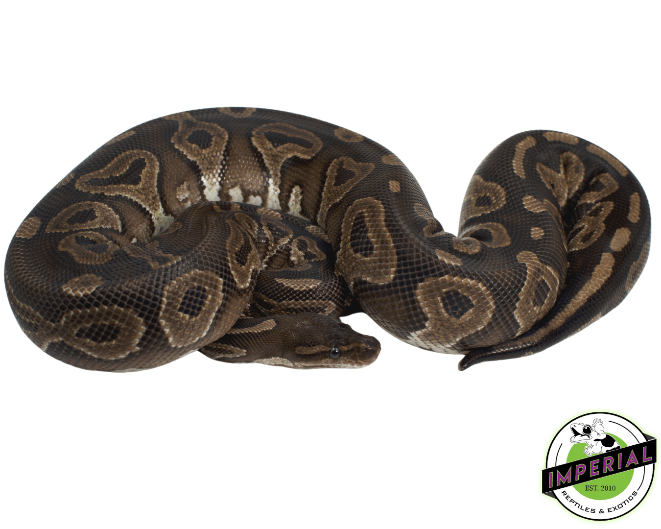 Cinnamon Ball Python Adult
