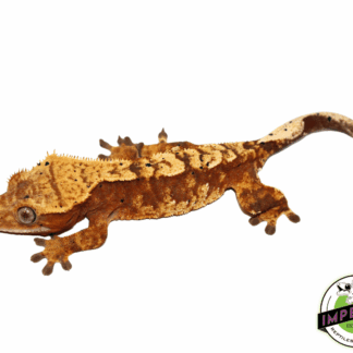 Red Flame Dalmatian Crested Gecko Adult Female (#92523-01)