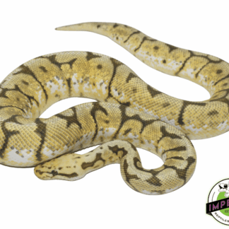 Honey Bee Ball Python Adult