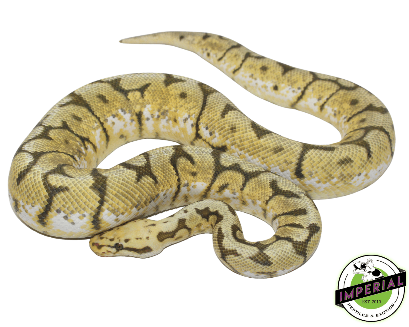 Honey Bee Ball Python Adult