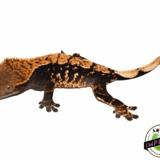 Premium Crested Gecko Adult Female