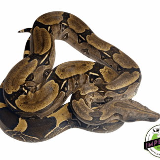 Suriname Red Tail Boa Adult