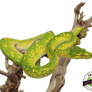 Adult Biak Green Tree Python