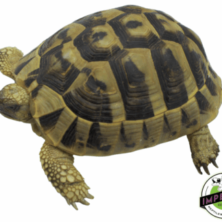 Hermann's Tortoise Young Adult