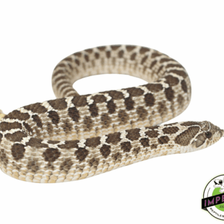 Western Hognose Snake Adult